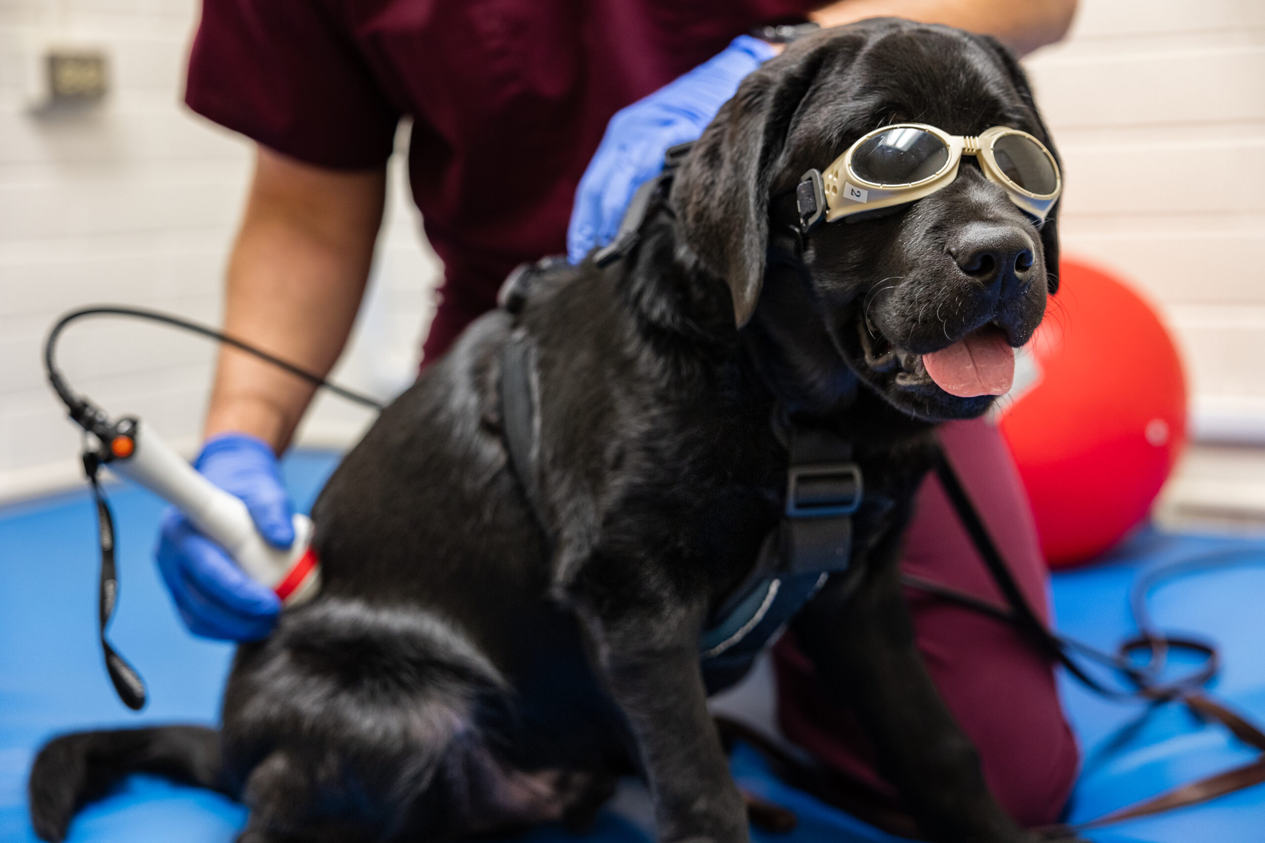Betting On Parlay: Puppy Overcomes Tetanus With Help From Texas A&M Veterinarians