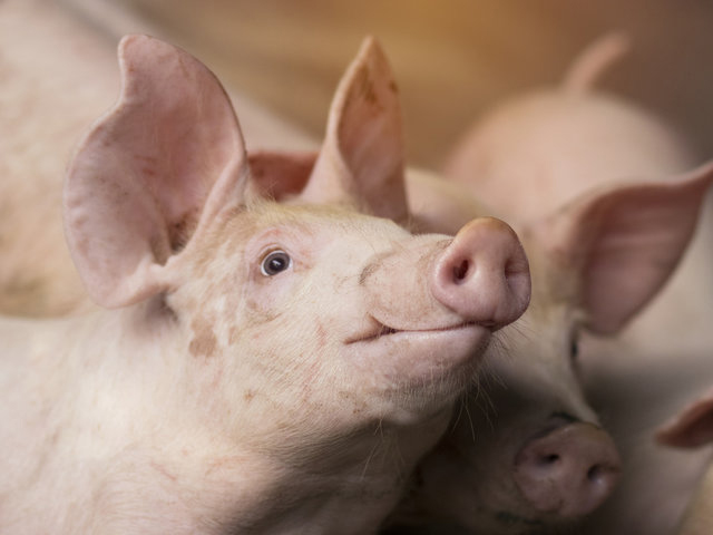 Protecting Your Pig From Diamond Skin Disease