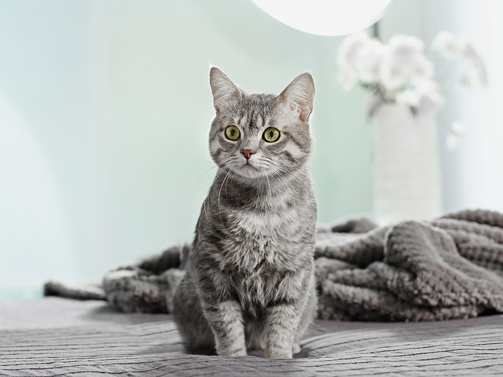 Tackling Tummy Troubles: Helping Your Cat Overcome Megacolon