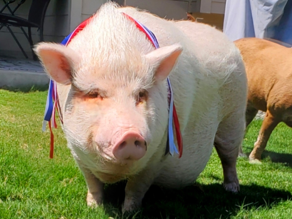 This Little Piggy BTHO Breast Cancer