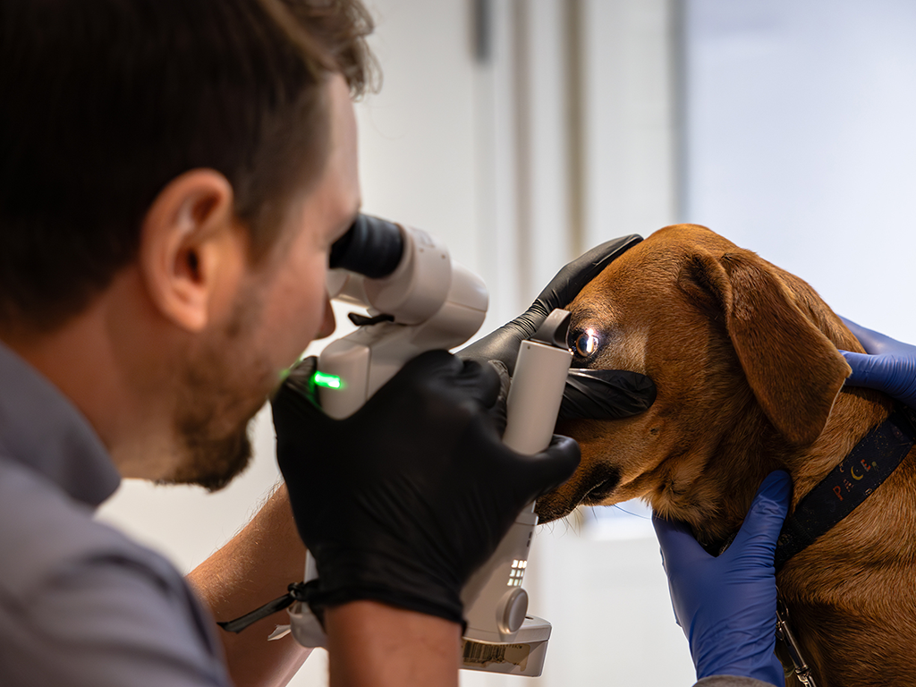 Purr-spectives Matter: Seeking A Second Opinion For Your Pet