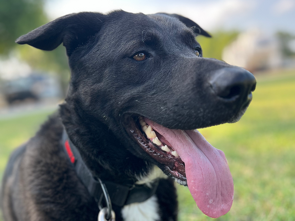 Texas A&M, Vet Valor Fund Help Get ‘Lieutenant Dan’ Back On His Feet With Hip Surgery