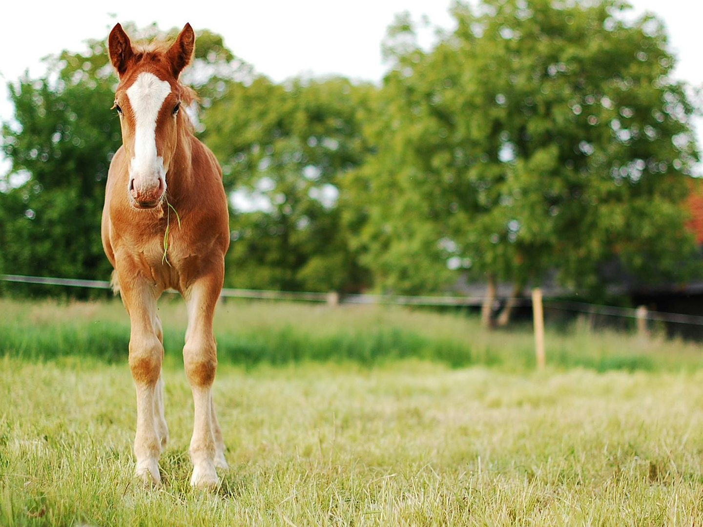 When Growing Pains Take The Reins: Osteochondrosis In Horses