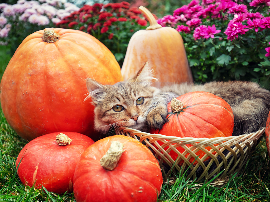 Keeping Pets Safe At Halloween: A Veterinarian’s Advice