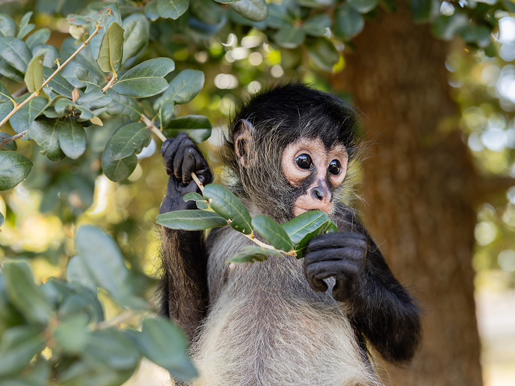 Spider Monkeys Find Refuge At Texas A&M’s Winnie Carter Wildlife Center 