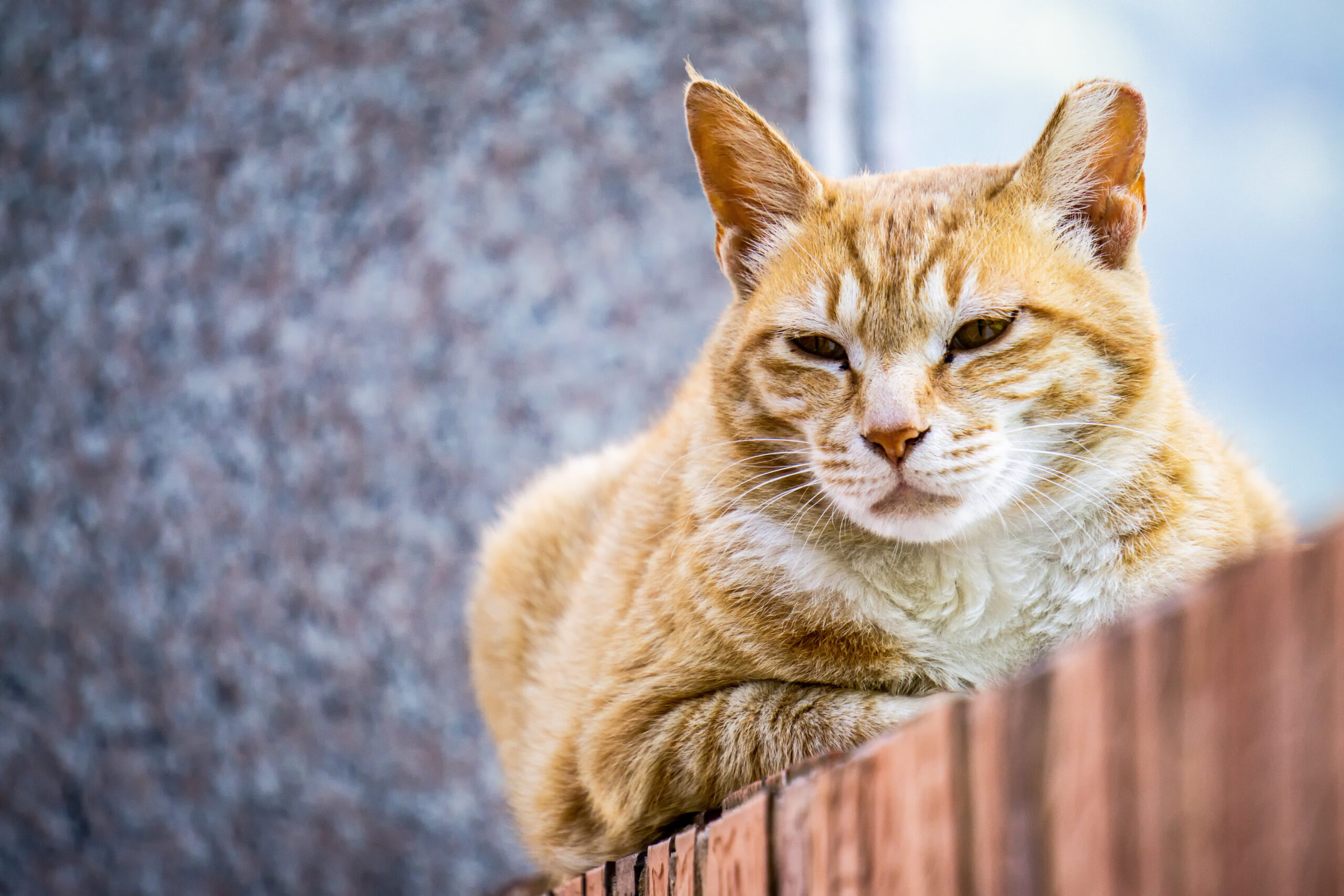 The Benefits Of Community Trap-Neuter-Return Programs For Unowned Cats